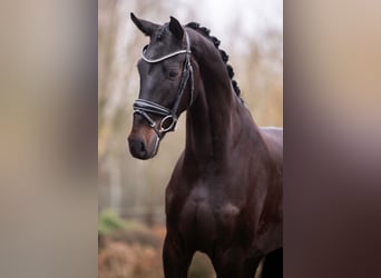 Oldenburger, Ruin, 4 Jaar, 166 cm, Donkerbruin