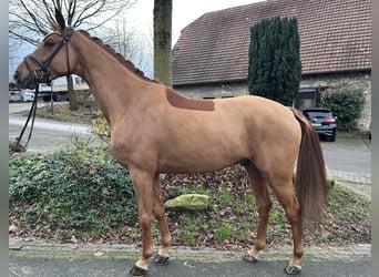 Oldenburger, Ruin, 4 Jaar, 166 cm, Vos