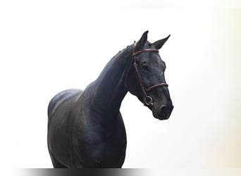 Oldenburger, Ruin, 4 Jaar, 166 cm, Zwart