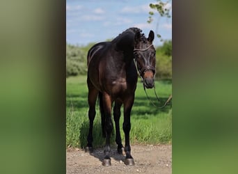Oldenburger, Ruin, 4 Jaar, 167 cm, Bruin