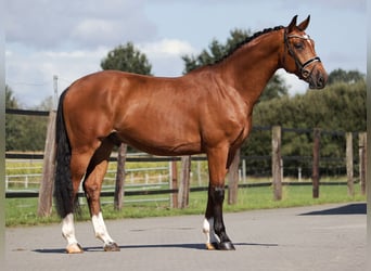Oldenburger, Ruin, 4 Jaar, 167 cm, Roodbruin