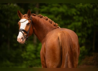 Oldenburger, Ruin, 4 Jaar, 167 cm, Vos
