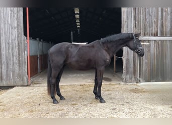 Oldenburger, Ruin, 4 Jaar, 167 cm, Zwart