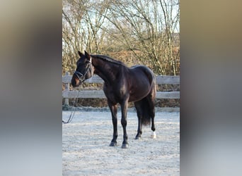 Oldenburger, Ruin, 4 Jaar, 167 cm, Zwartbruin