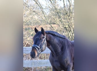 Oldenburger, Ruin, 4 Jaar, 167 cm, Zwartbruin