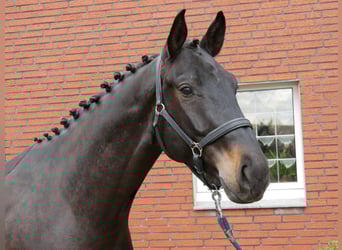 Oldenburger, Ruin, 4 Jaar, 167 cm, Zwartbruin