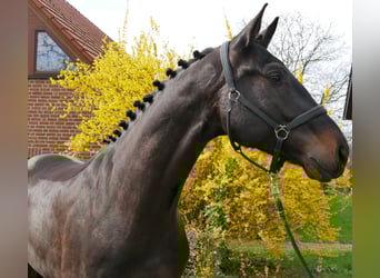 Oldenburger, Ruin, 4 Jaar, 167 cm, Zwartbruin