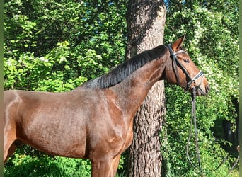 Oldenburger, Ruin, 4 Jaar, 168 cm, Bruin