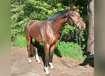 Oldenburger, Ruin, 4 Jaar, 168 cm, Bruin