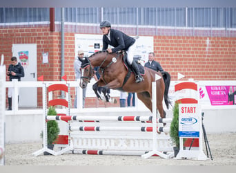 Oldenburger, Ruin, 4 Jaar, 168 cm, Bruin
