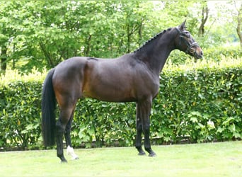 Oldenburger, Ruin, 4 Jaar, 168 cm, Donkerbruin