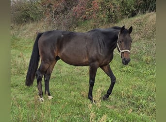 Oldenburger, Ruin, 4 Jaar, 168 cm, Donkerbruin