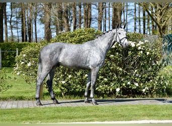 Oldenburger, Ruin, 4 Jaar, 168 cm, Schimmel