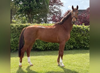 Oldenburger, Ruin, 4 Jaar, 168 cm, Vos