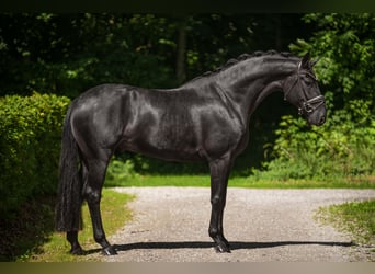 Oldenburger, Ruin, 4 Jaar, 168 cm, Zwart