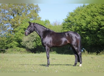 Oldenburger, Ruin, 4 Jaar, 168 cm, Zwartbruin