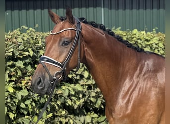 Oldenburger, Ruin, 4 Jaar, 169 cm, Bruin