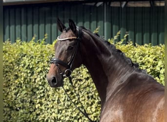Oldenburger, Ruin, 4 Jaar, 169 cm, Bruin