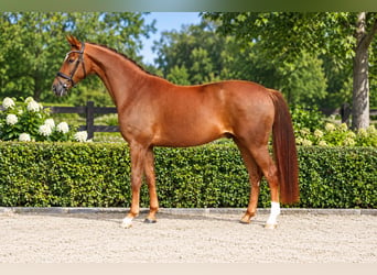 Oldenburger, Ruin, 4 Jaar, 169 cm, Donkere-vos