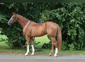 Oldenburger, Ruin, 4 Jaar, 169 cm, Vos