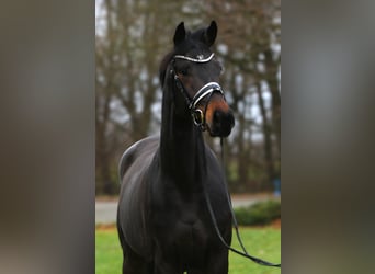 Oldenburger, Ruin, 4 Jaar, 169 cm, Zwartbruin