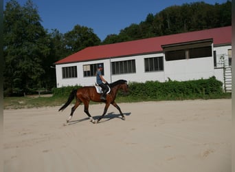 Oldenburger, Ruin, 4 Jaar, 170 cm, Bruin