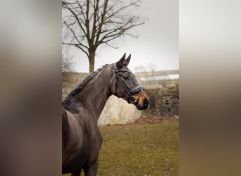 Oldenburger, Ruin, 4 Jaar, 170 cm, Bruin