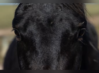 Oldenburger, Ruin, 4 Jaar, 170 cm, Bruin
