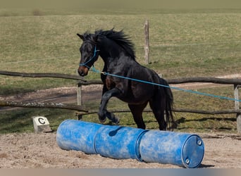 Oldenburger, Ruin, 4 Jaar, 170 cm, Bruin