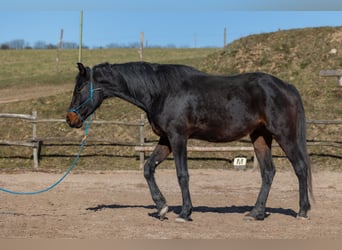 Oldenburger, Ruin, 4 Jaar, 170 cm, Bruin