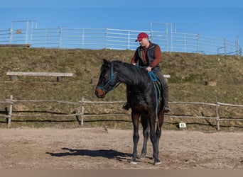Oldenburger, Ruin, 4 Jaar, 170 cm, Bruin