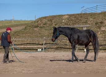 Oldenburger, Ruin, 4 Jaar, 170 cm, Bruin