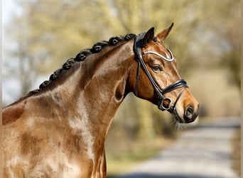 Oldenburger, Ruin, 4 Jaar, 170 cm, Bruin