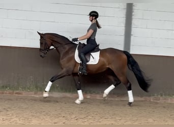 Oldenburger, Ruin, 4 Jaar, 170 cm, Bruin