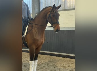 Oldenburger, Ruin, 4 Jaar, 170 cm, Bruin