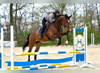 Oldenburger, Ruin, 4 Jaar, 170 cm, Bruin