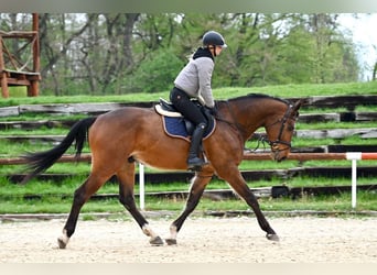 Oldenburger, Ruin, 4 Jaar, 170 cm, Bruin