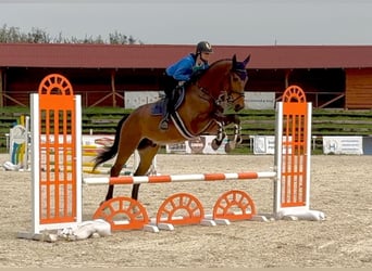 Oldenburger, Ruin, 4 Jaar, 170 cm, Bruin