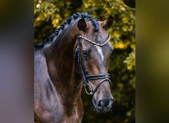 Oldenburger, Ruin, 4 Jaar, 170 cm, Donkerbruin