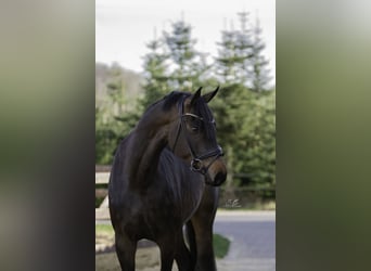 Oldenburger, Ruin, 4 Jaar, 170 cm, Donkerbruin