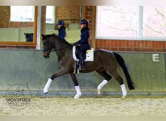 Oldenburger, Ruin, 4 Jaar, 170 cm, Donkerbruin