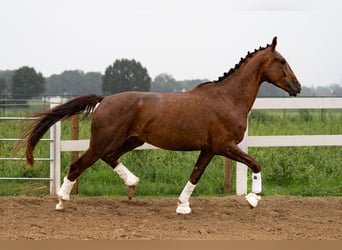 Oldenburger, Ruin, 4 Jaar, 170 cm, Donkere-vos