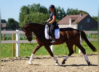 Oldenburger, Ruin, 4 Jaar, 170 cm, Donkere-vos