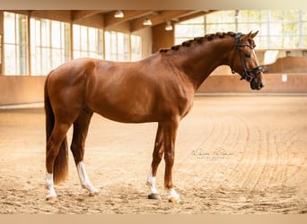 Oldenburger, Ruin, 4 Jaar, 170 cm, Vos