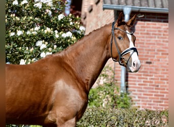 Oldenburger, Ruin, 4 Jaar, 170 cm, Vos