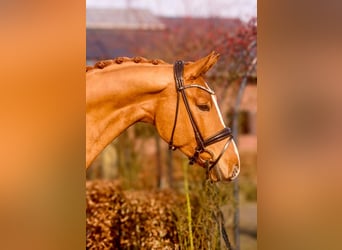 Oldenburger, Ruin, 4 Jaar, 170 cm, Vos