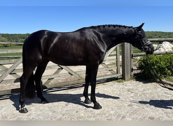 Oldenburger, Ruin, 4 Jaar, 170 cm, Zwart