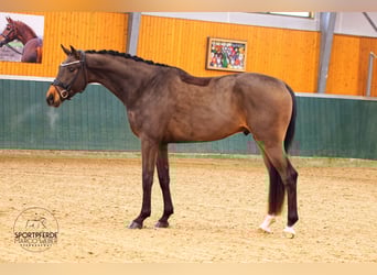Oldenburger, Ruin, 4 Jaar, 171 cm, Donkerbruin