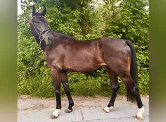 Oldenburger, Ruin, 4 Jaar, 171 cm, Donkerbruin