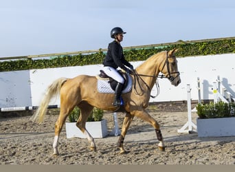 Oldenburger, Wallach, 4 Jahre, 171 cm, Palomino